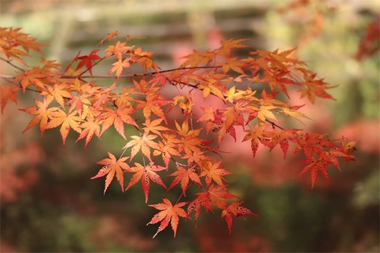 中秋节祝福文案话 中秋节简短文案