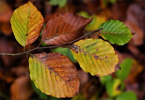 开业鸿运当头祝福语30句