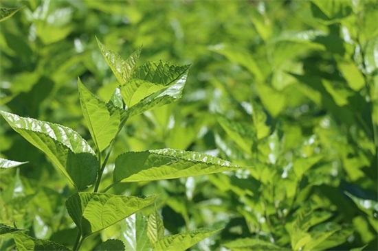 结婚祝福语幽默一点的简短搞笑结婚祝福语