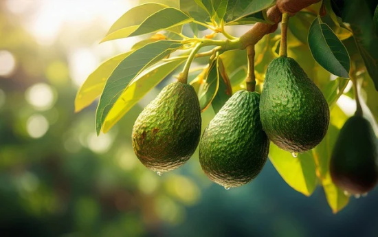 形容老年爱情的句子