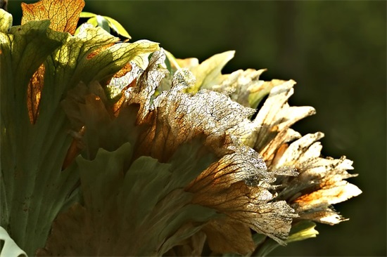 给去世的人祝福语26句