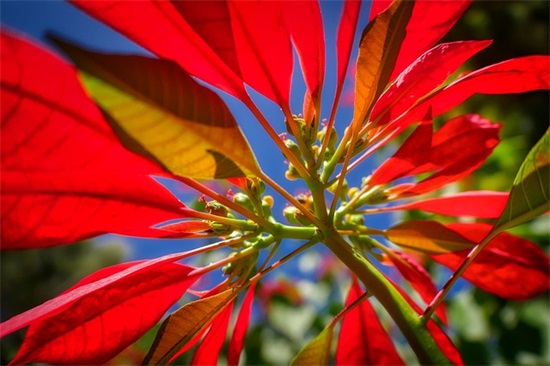 描写狗动作的句子15句