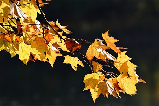令人心碎的句子古风 让人心碎的古风句子