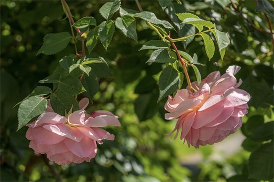 不勉强别人最佳句子 从不勉强别人的句子