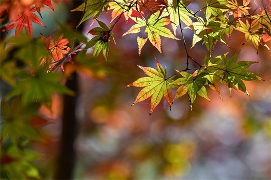 除夕牛转乾坤祝福语