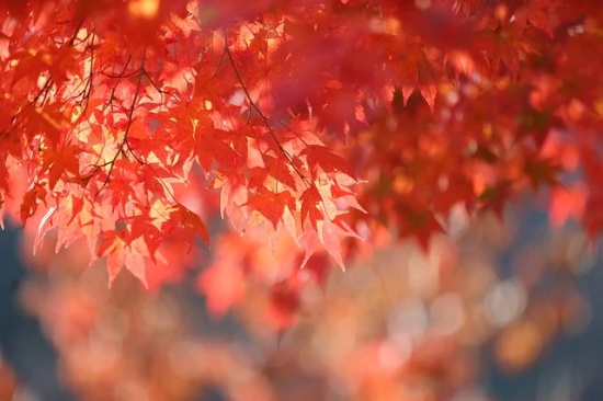 各式各样的生日祝福语大全