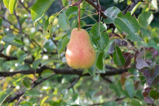 暗示喜欢的句子