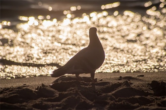 优雅的句子，关于优雅的句子 关于优雅的句子