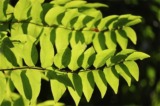 2026鸡年新春愉快祝福微信