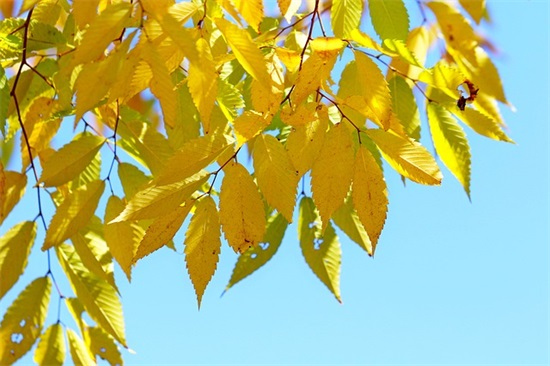 春节的祝福语英语