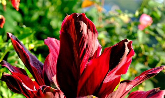 老师毕业祝福语简短47句