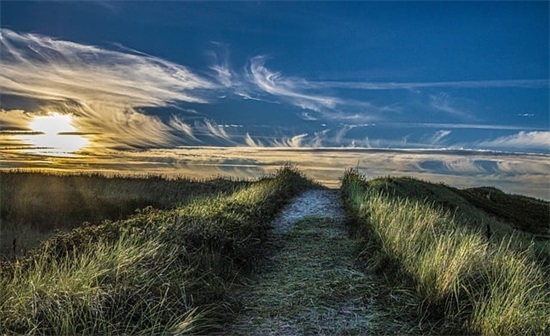 描写郁金香优美句子