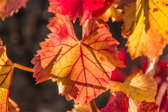 讽刺假友谊看透朋友虚伪的句子 暗示友谊破裂的句子
