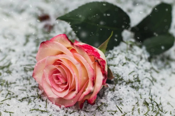 想家的诗句62句