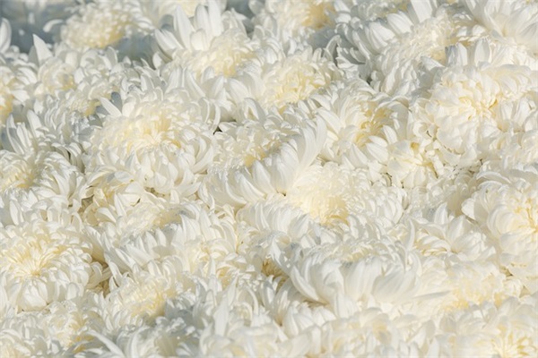 美到窒息的爱情古典诗句87句