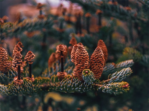 表白诗句大全63句