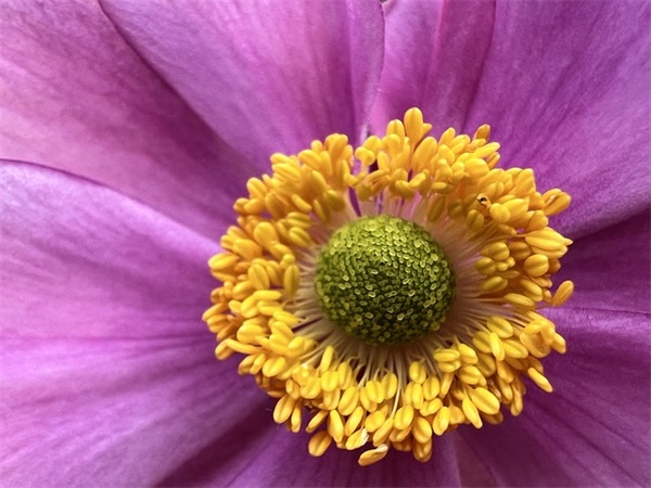 描写鸟儿的诗句60句