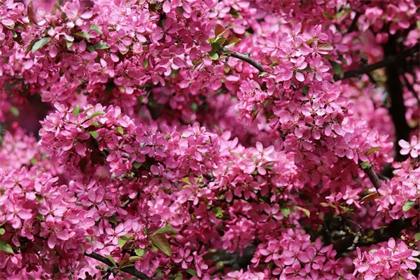 中秋节的由来与习俗