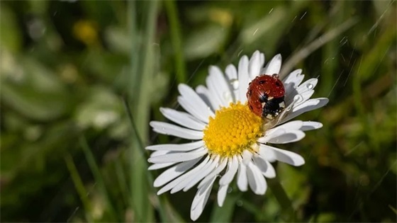描写冬天来了的优美段落