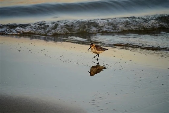 幼儿园圣诞节活动主持词