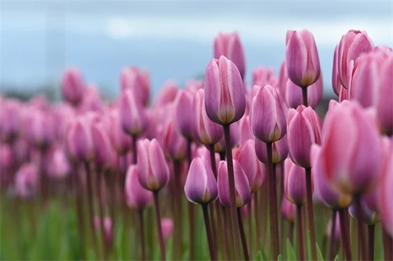 驾驶员安全文明行车标语