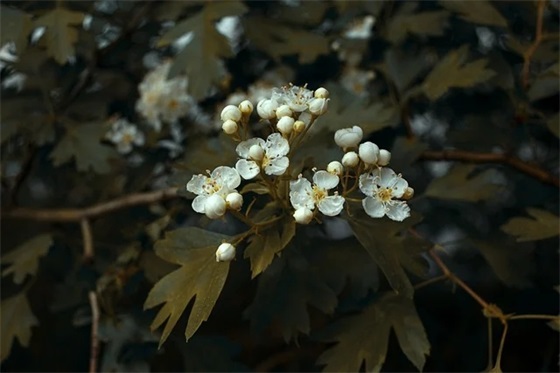 qq签名情侣幸福79句