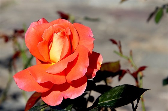 浪漫伤感签名100句