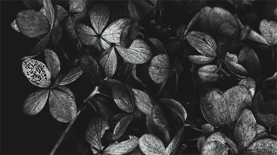 诗经里带福字的诗句 诗经里带木字旁的诗句