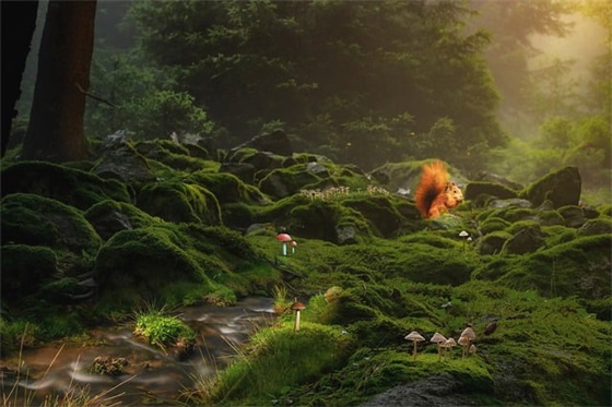 狼王梦的读后感