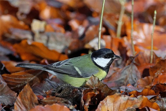 义务教育法心得体会