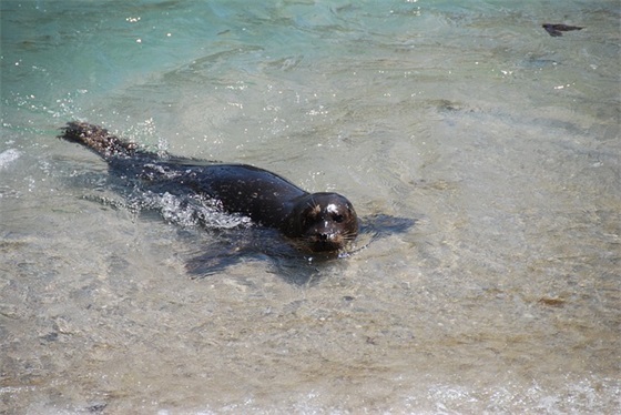满天星可以放多久
