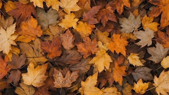 猫怀孕多久生产