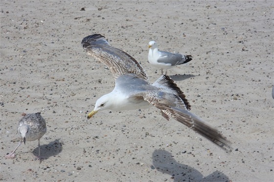 带唱字网名大全女生