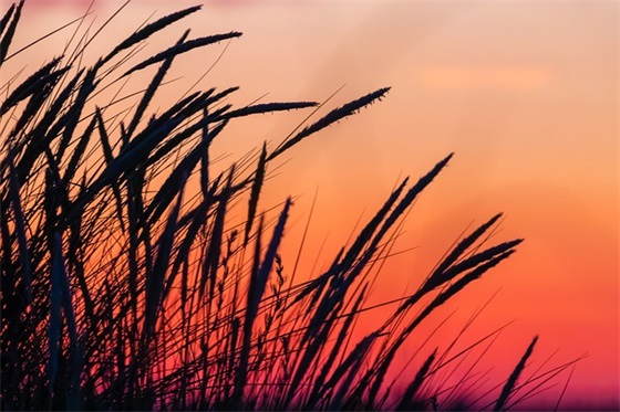 推荐麦香网名女生