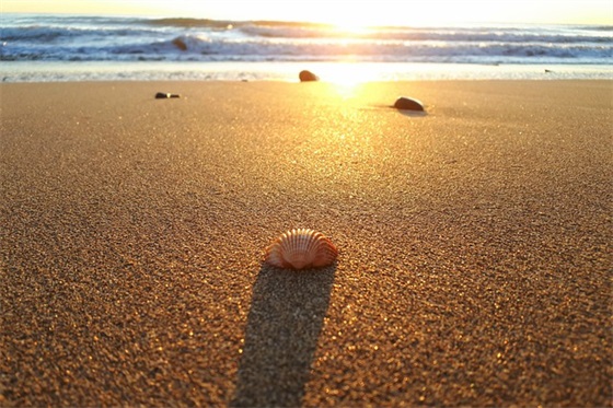 带菊的微信网名