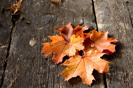 有鹿字的qq网名