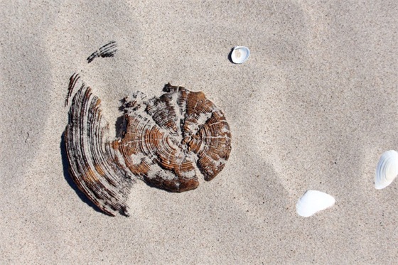 含有鱼字的个性网名