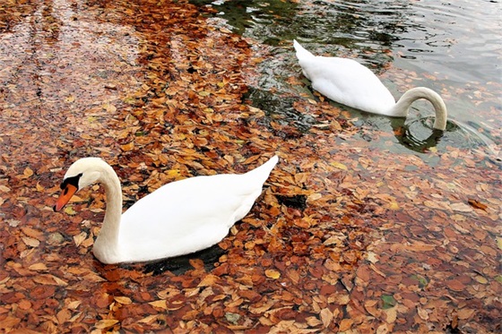 中秋祝福语文案(中秋祝福文案短句)