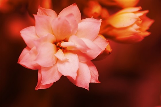 新年祝福语搞笑押韵55句