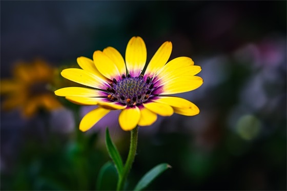 经典的朋友生日祝福语 小朋友生日祝福语简短