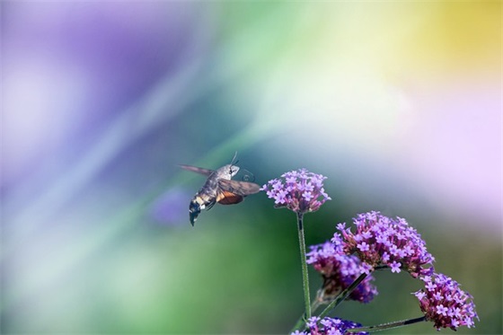 对老板的祝福语58句