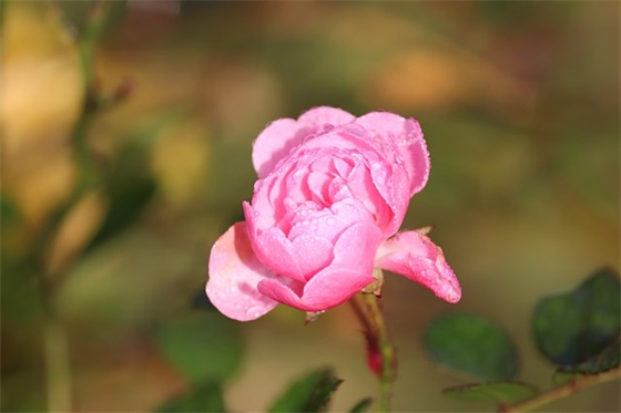 大年初一微博祝福语57句