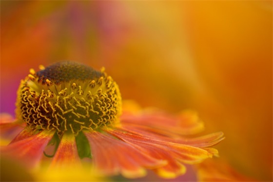 霸气生日文案自己祝福(过生日送自己的文案)