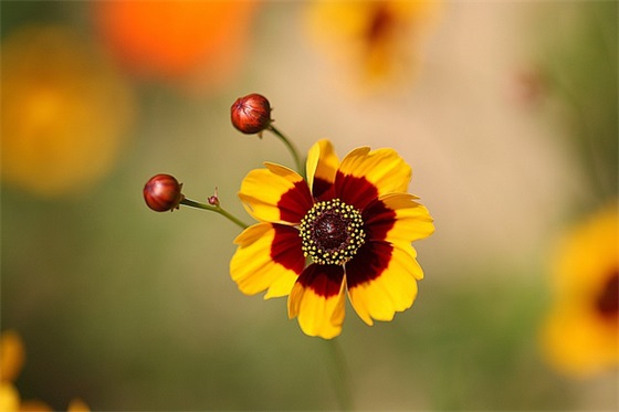 2025年送给恋人爱情长久的祝福语60句