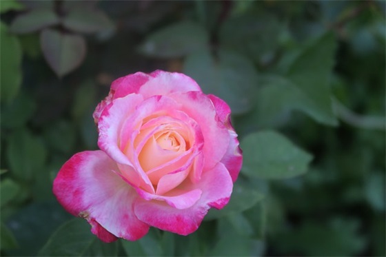 妇女节祝福语简短优美发朋友圈(腊八节祝福语简短朋友圈)