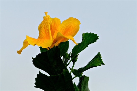 2025年春节贺卡祝福语57句