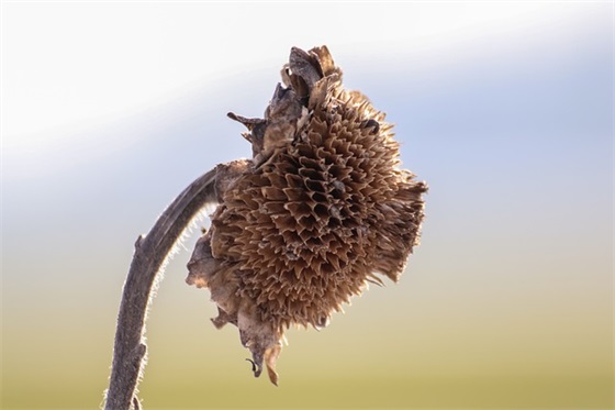 2025年腊八节的祝福语55句