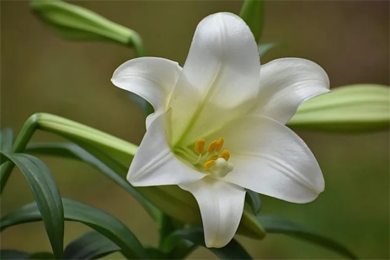 2025年春节祝福语同事54句