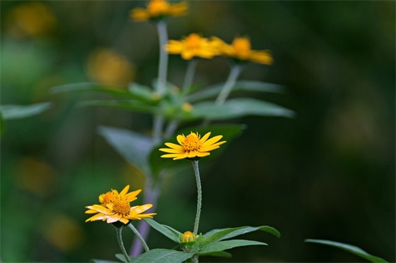春节感恩长辈祝福语57句