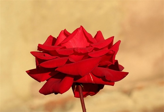 对阿姨生日祝福语60句